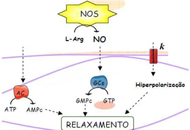 Fig.  2  –  Relaxamento  da  musculatura  lisa  do  trato  gastrintestinal,  causado  pelo  mediador  inibitório  NANC, liberado no plexo mientérico, envolvendo vários mecanismos intracelulares