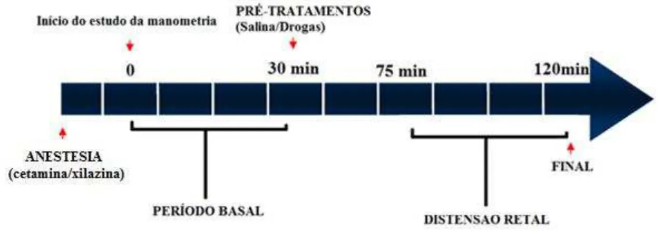 Fig. 9 - Delineamento experimental para a investigação farmacológica da participação da via nitrérgica  no aumento da taxa de RTEEI advindo da DR em cães anestesiados
