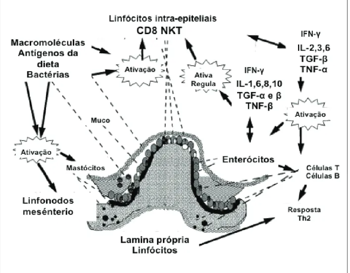 Figura 2 – Rede de comunicação entre citocinas e sinalização imune no Trato Gastrointestinal