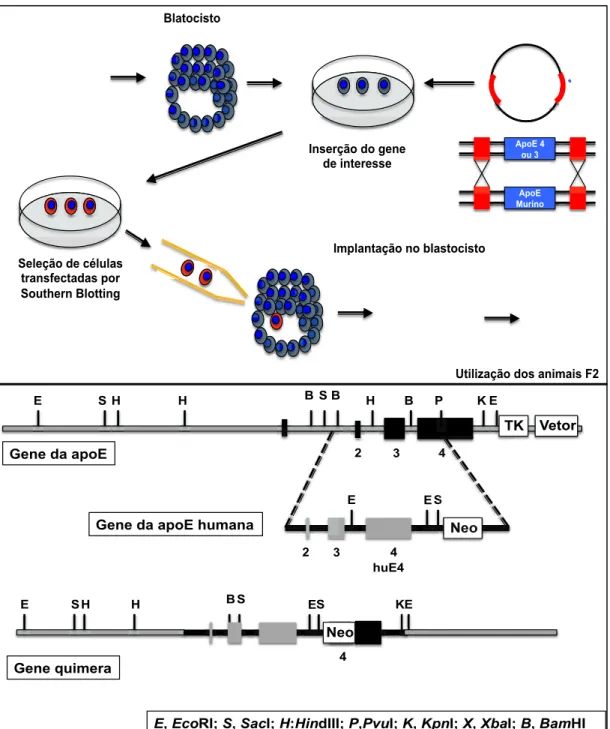 Figura 5  –  Modelo esquemático  adotado na concepção dos camundongos geneticamente modificados  por meio da técnica de inserção gênica por meio de vetores bem como os construtos genéticos utilizados  na geração dos camundongos transgênicos