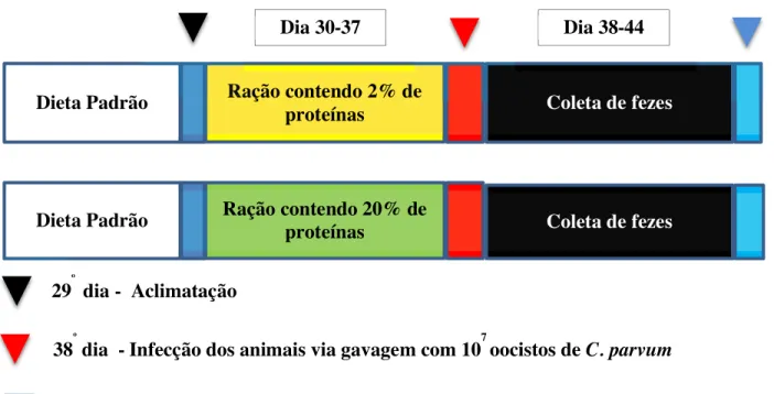 Figura 6 – Modelo didático do protocolo experimental adotado para os camundongos durante os períodos  de indução de desnutrição e infecção