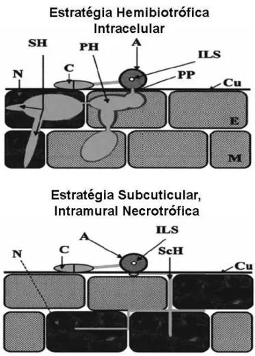 Figura  1.1  –  Estratégias  de  infecção  adotadas  por  espécies  de  .  Acima,  estratégia  hemibiotrófica  intracelular  e,  abaixo,  estratégia  subcuticular,  intramural  necrotrófica