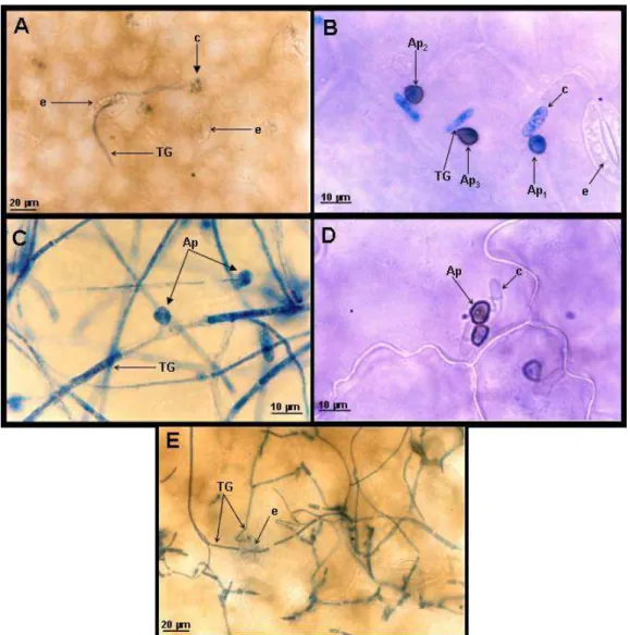 Figura  5.8  –  Desenvolvimento  do  nas  folhas  primárias  de  feijão de corda  [   (L.)  Walp.],  genótipo  BR 3,  observado  por  microscopia  de  luz