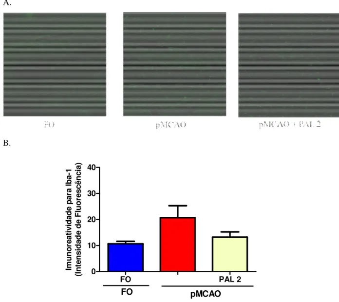 Figura 19. A palmatina não altera a ativação da micróglia no hipocampo de camundongos 96  horas após a pMCAO