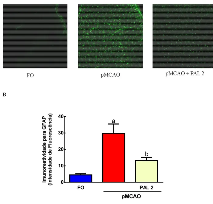 Figura  20.  A  Palmatina  diminuiu  a  ativação  de  astrócitos  no  córtex  de  camundongos  96  horas após a pMCAO