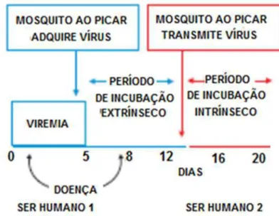 Figura 1. Ciclo de transmissão da dengue