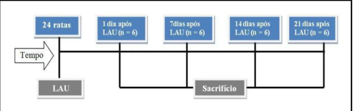 Figura 4. Operacionalização dos dias de sacrifício após a LAU