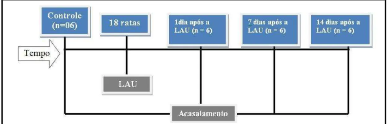 Figura 5. Operacionalização dos dias de acasalamento no grupo controle e nos grupos  teste após a LAU 