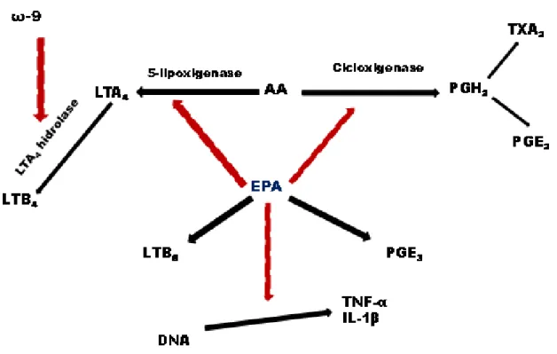 Figura  2.  Metabolismo  dos  eicosanóides  durante  a  produção  de  prostaglandinas,  leucotrienos  e  tromboxanos  por  meio  do  ácido  araquidónico  (AA)  e  do  ácido  eicopentaenoico (EPA)