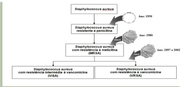 Figura 3  –  Marcos importante da evolução da resistência antibiótica no S. aureus. 