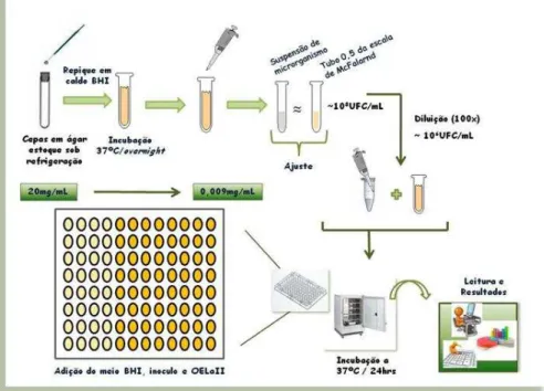 Figura 6 – Fluxograma da determinação da Concentração Inibitória Mínima do OELaII. 