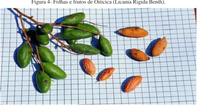 Figura 4- Folhas e frutos de Oiticica (Licania Rigida Benth). 