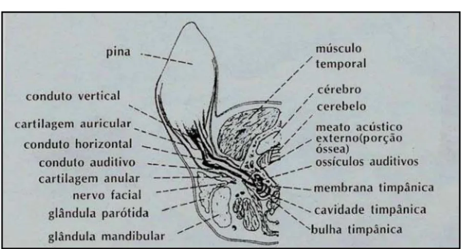 Figura 1: Anatomia do ouvido canino e estruturas relacionadas.  