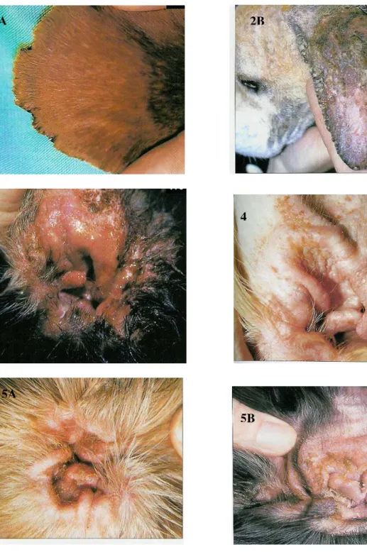 Figura 4: Otite externa ceruminosa canina. 