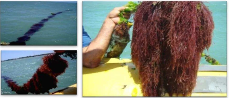 Figura  5:  Cultivo  no  mar  da  macroalga  marinha  vermelha  Solieria   filiformis .