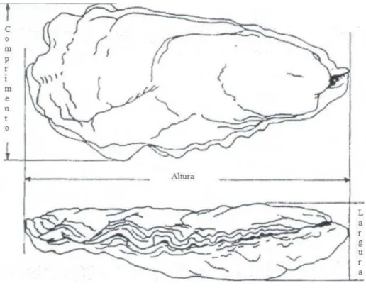 Figura 5  –  Definição das dimensões da concha da ostra de acordo com  Galtsoff(1964) 