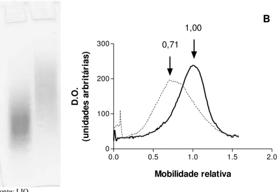 Figura 2 – Perfil eletroforético em gel de poliacrilamida (6% p/v) de condroitin-4-sulfato (C4S) e condroitin-6- condroitin-6-sulfato (C6S)