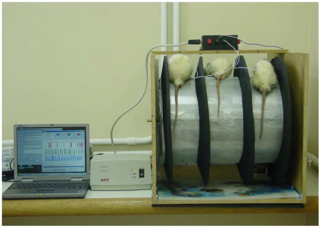 Figura 4 – Animais deambulando no sistema para avaliação da incapacitação articular. Ratos Wistar  machos,  após  colocação  de  sapatilhas  metálicas,  são  postos  a  deambular  sobre  um  cilindro  metálico  giratório (3 rpm) por 10 min