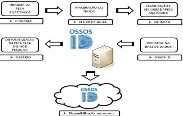 Figura 1 - Fluxograma de ações, baseado no uso de técnicas osteológicas (RODRIGUES, 2005) (9) , para o desenvolvimento da base de dados OssosID.