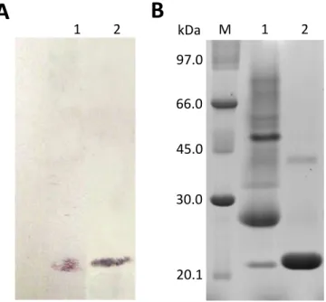 Figura 6 -  Detecção de proteínas do tipo osmotina no látex de  Plumeria  rubra por  western blot