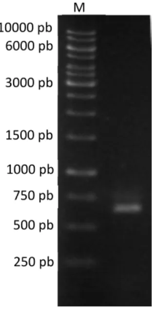 Figura 8 - Eletroforese em gel de agarose 1% (m/v) do produto de PCR amplificado  a partir de cDNA de P
