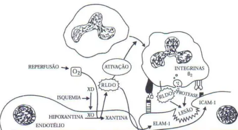 Figura 1 - Eventos bioquímicos, interação de neutrófilos ativados com o endotélio e mecanismos de  lesão na isquemia e reperfusão 