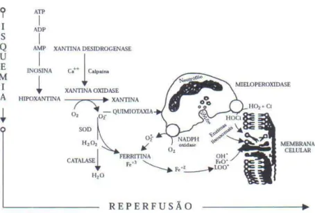Figura 2 - Eventos bioquímicos da isquemia e reperfusão, ativação de neutrófilos e  mecanismos de lesão 