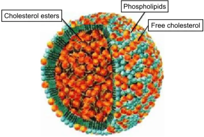 Figure  1 Design  of  the  lDe  particle,  demonstrating  its  structure  composed  by  nucleus made of cholesterol esters encapsulated by a monolayer of phospholipids  and free cholesterol.