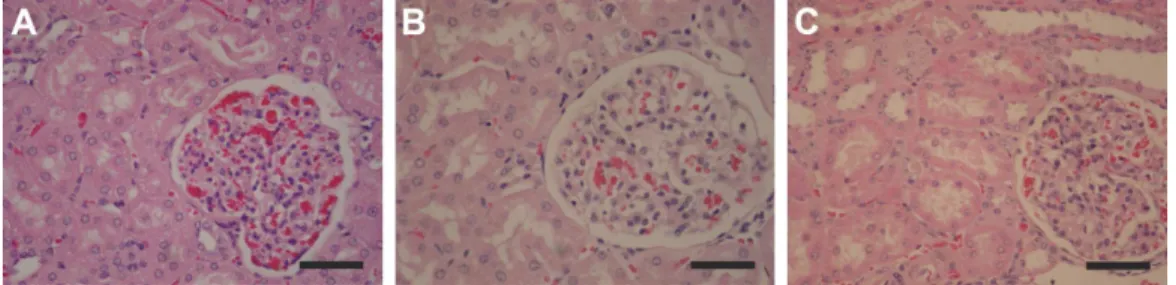 Figure  5 results  of  histopathological  analysis  of  the  liver.  (A)  Nc  –  cordons  of  preserved  hepatocytes,  seen  in  the  portal  space  and  centrilobular  vein,  and  scattered  microvesicular steatosis