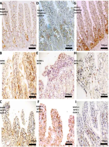 Fig. 7. IHC examination of jejunum specimens. For each antigen, three immunolabeled sections were analyzed per animal (N 5 5/group)