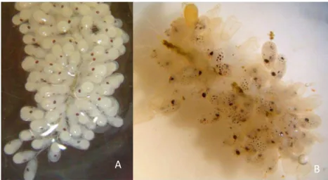 Figura 2: Ovos de Octopus insularis. A- estagio inicial; B- data da eclosão.