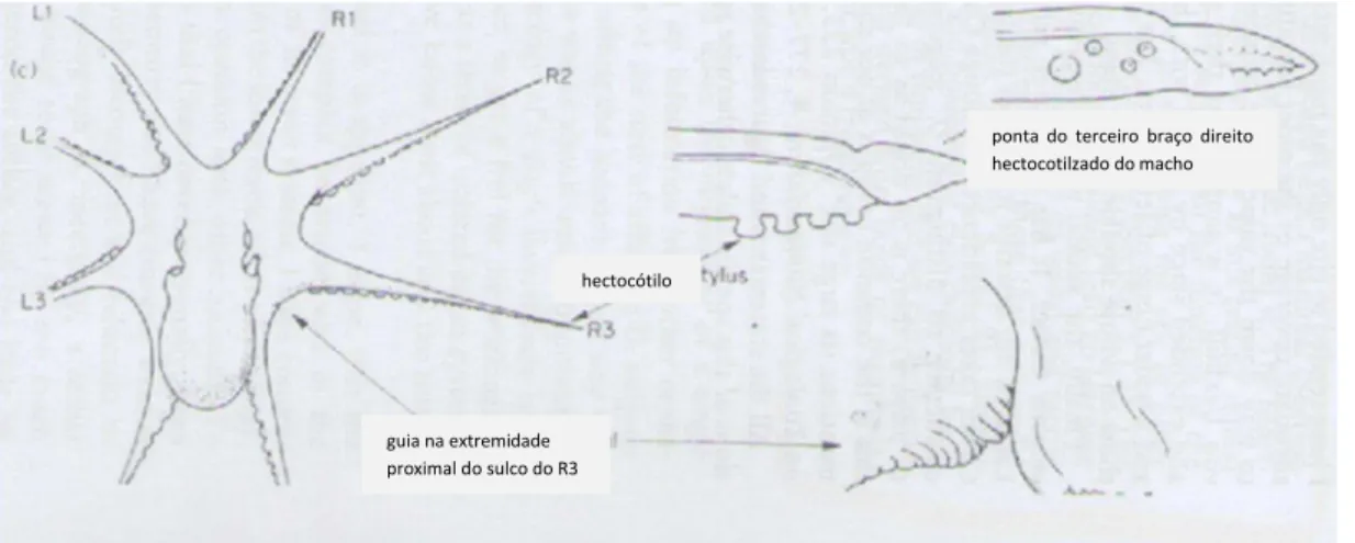 Figura  5:  Estrutura  do  terceiro  braço  hectocotilizado  de  indivíduo  macho  de  O