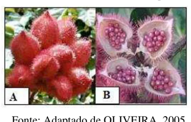 Figura 1: Urucum: A: cachopa com frutos maduros;  