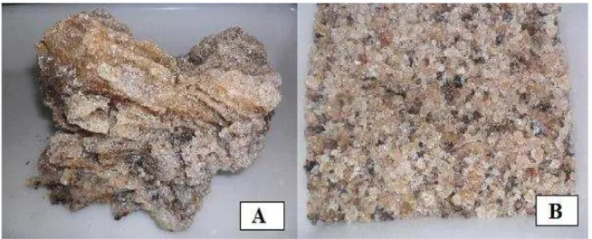 Figura 7: Exsudado do cajueiro (Anacardium occidentale L.)  (A) fragmento e (B) triturado 