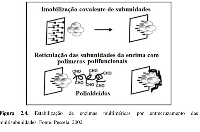 Figura  2.4.  Estabilização  de  enzimas  multiméricas  por  entrecruzamento  das  multisubunidades