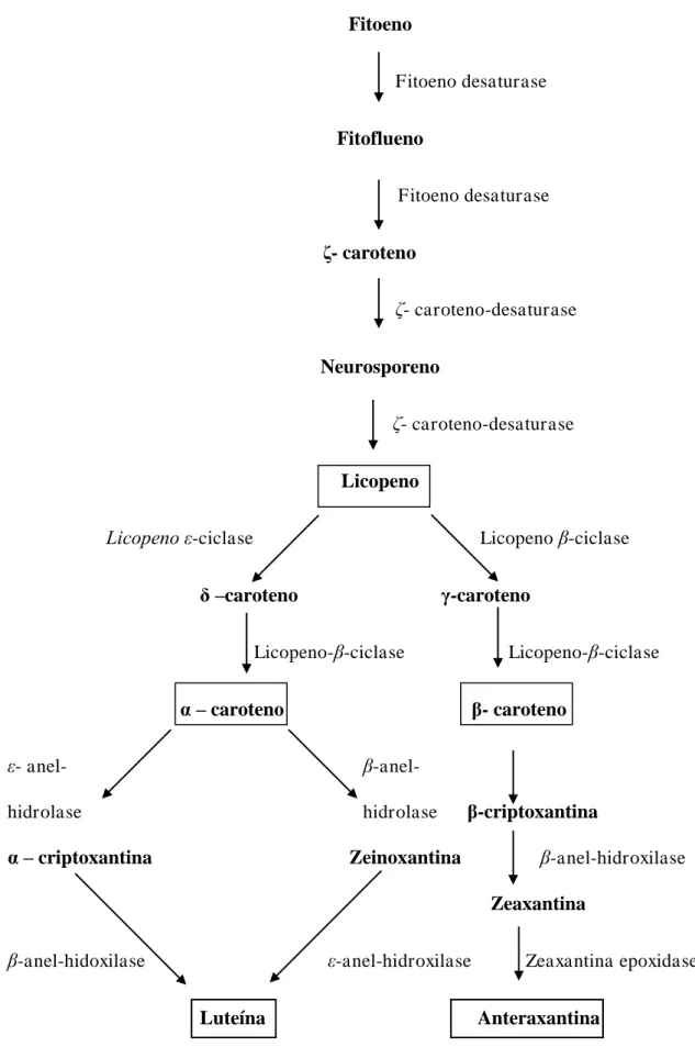 Figura  03  –   Últimas  etapas  da  biossíntese  de  carotenóides.  Os  carotenóides  principais  em  alimentos encontram-se destacados