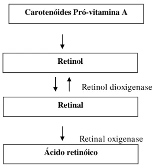 Figura  04  –   Bioconversão  de  carotenóides  e  retinil  ésteres  em  diferentes  formas  ativas  de  vitamina A  