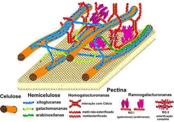 Figura 07- Estrutura da parede celular da célula vegetal.  