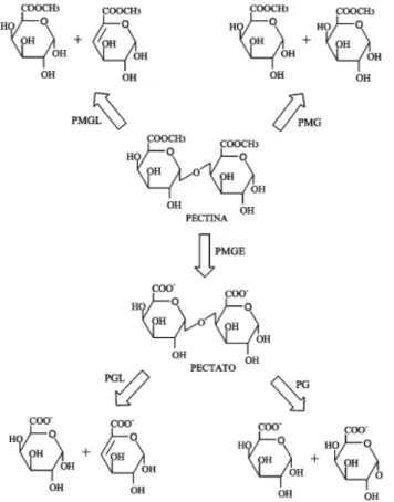 Figura  09-  Modo  de  ação  enzimática  das  pectinases  em  uma  molécula  de  pectina