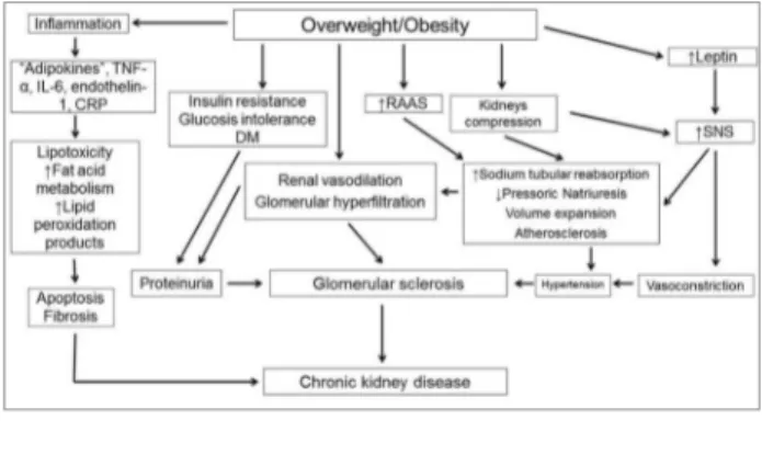 Figure 1. Pathophysiology of the association between obesity and  kidney disease. Adapted from Silva Junior &amp; Matos, 2016.
