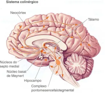 Figura 6. Vias colinérgicas no sistema nervoso central. 