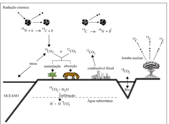 Figura 3.3: Ciclo de carbono-14. (Adaptado MOOK, 2000).