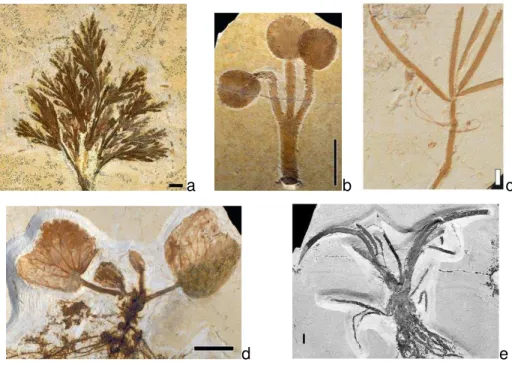 Figura 3: Vegetais aquáticos ou marginais  a corpos de água do Membro Crato: a  -  Ruffordia sp.; b - Klitzchophyllites  flabellatus; c -Pluricarpellatia peltata; d - Iara iguassu; e -Isoetites sp