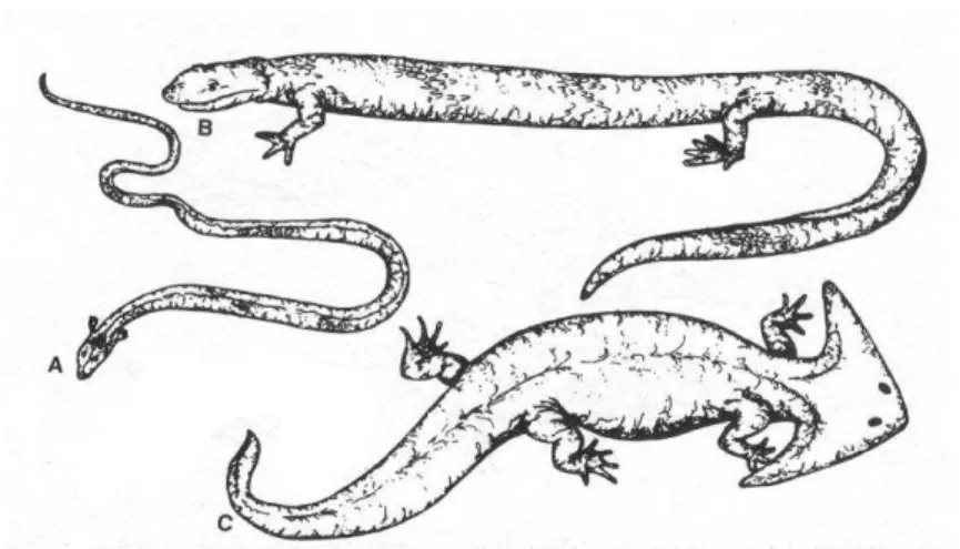 Figura  25.  Representantes  de  diferentes  subgrupos  de  Lepospondyli:  A  -Aistopoda;  B  -  Microsauria;  C  -  Nectridea  (Romer &amp; Parsons, 1985)