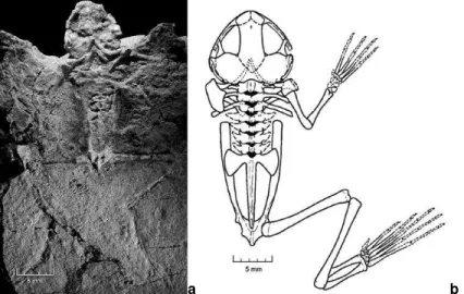 Figura 32.  Vulcanobatrachus mandelai de terrenos neocretáceos aflorantes no distrito de Marydale, África do Sul: a  -  holótipo; b - reconstrução esqueletal (Trueb et al., 2005)