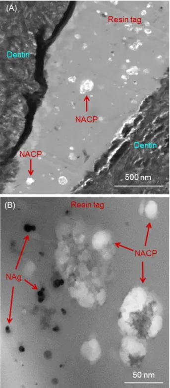 Figure 5 plots the lactic acid production of bioﬁlms (mean 6 sd; n ¼ 6). Bioﬁlms on control disks secreted the most amount of lactic acid