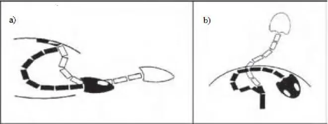 Figura  1 :  Representação  esquemática  dos  dois  modos  de  retração  da  cabeça  em  tartarugas