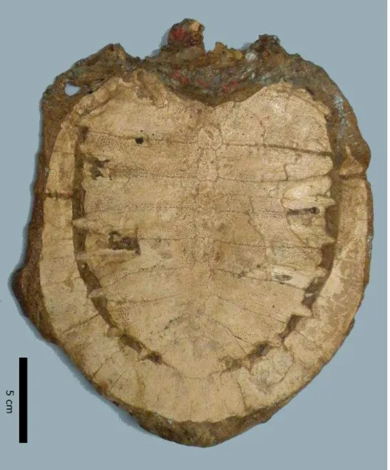 Figura 10: Fotografia da carapaça do espécime MPSC R 878. 