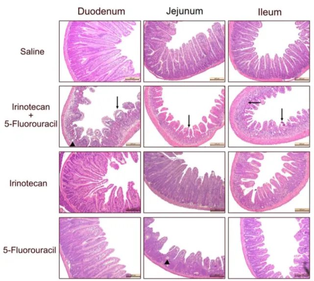 Fig. 3    The intestinal architecture is altered in mice treated with the  combination of irinotecan and 5-fluorouracil