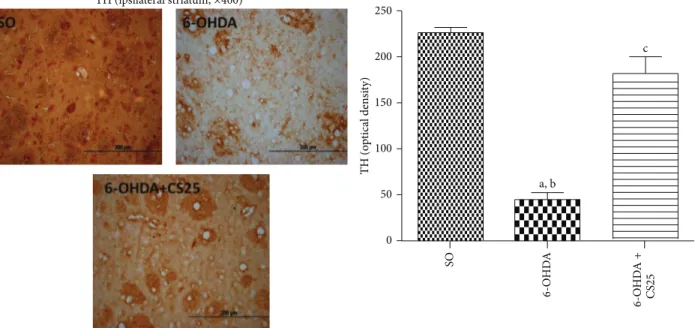 Figure 9: he treatment with the standardized extract of C. sinensis (CS) reverses almost completely the depletion of the striatal tyrosine hydroxylase (TH) activity in 6-OHDA-lesioned animals, as evaluated by immunohistochemistry assays